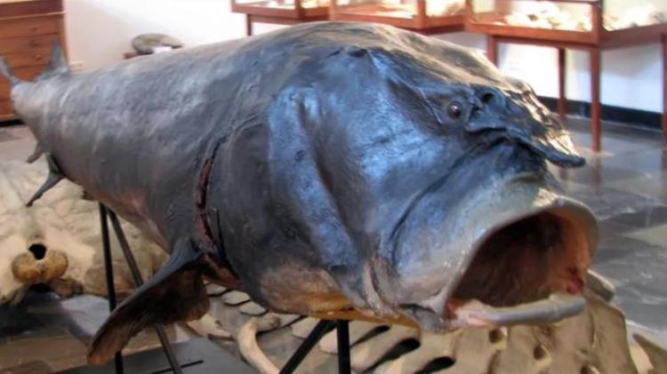 巨型黄貂鱼,体型最大的淡水鱼排名