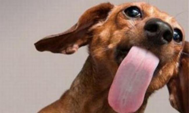 狗狗为什么喜欢舔人？狗狗喜欢舔人的原因是什么