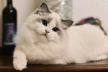世界上最粘人的五种猫 布偶猫第一长相可爱迷人