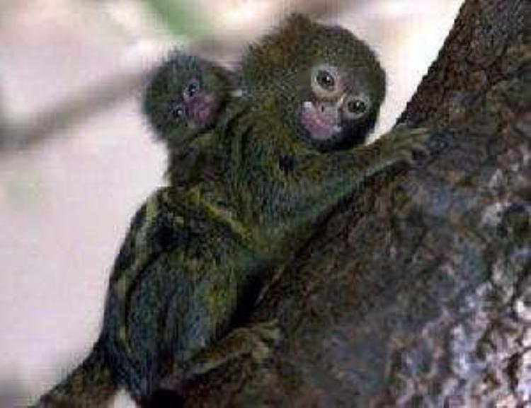世界上最小的猴子多大,猴子最小的有多小