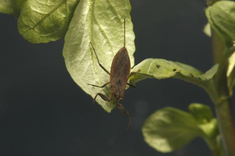 常见水生昆虫水蝎子有哪些,各种各样的水生昆虫