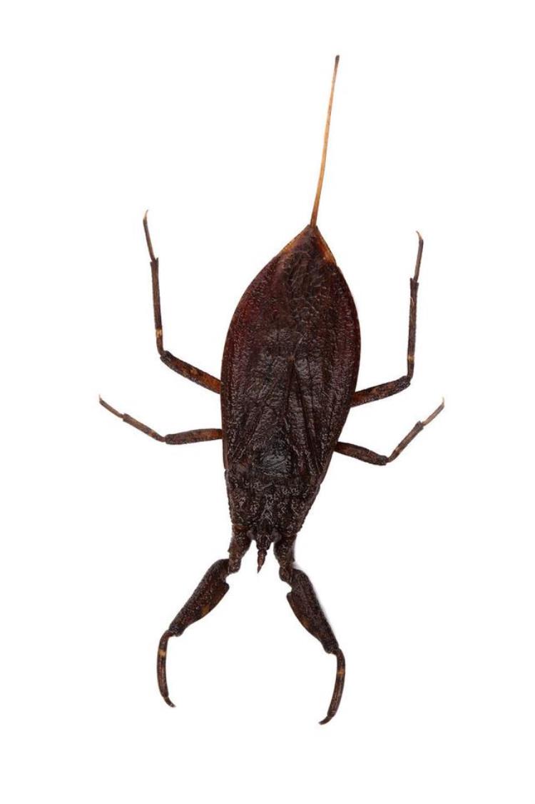 常见水生昆虫水蝎子有哪些,各种各样的水生昆虫