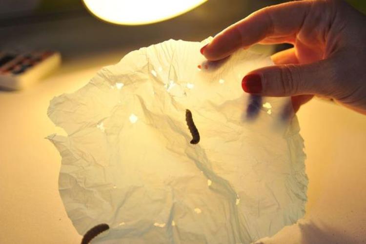 蜡虫吃塑料真假,白蜡虫危害特点