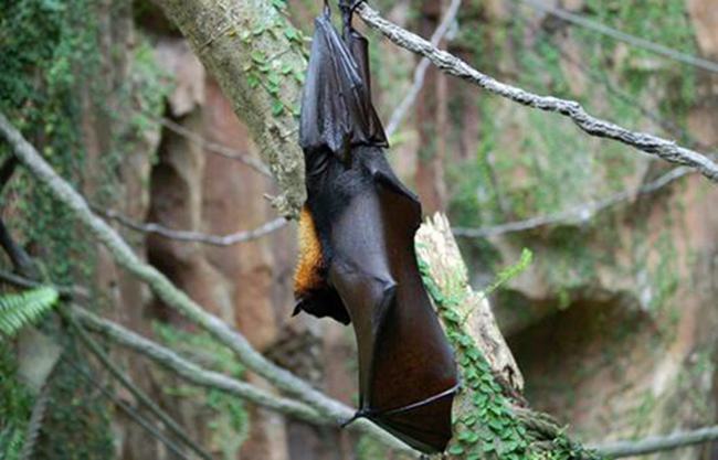 蝙蝠和鸟类的区别 虽然会飞却属于哺乳动物