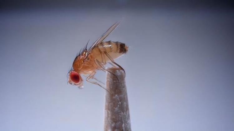 果蝇和人类,丧尸的历史进化过程
