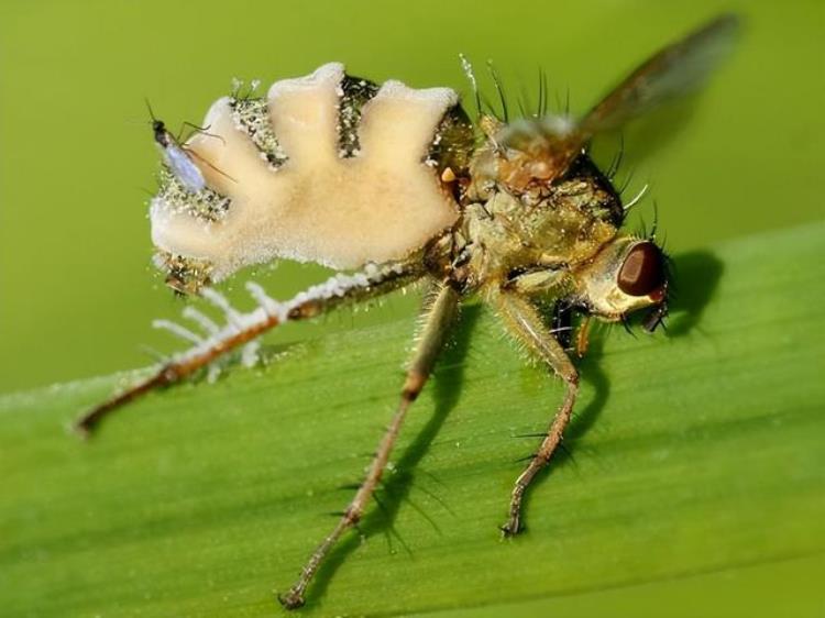果蝇和人类,丧尸的历史进化过程