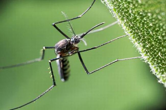 蚊子是什么动物类型 它由哪些特别的生活习性