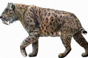猎豹的祖先是什么动物?该动物有哪些特别之处