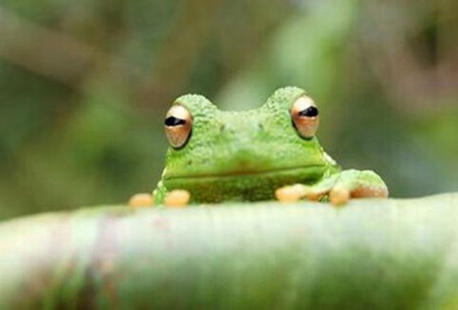 青蛙是什么动物类型 它是蛙科两栖类动物(人类的朋友)