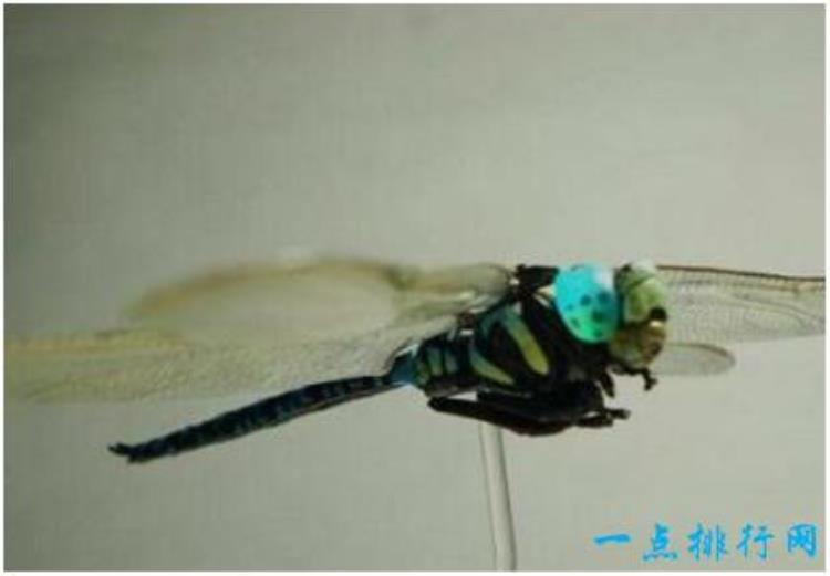 世界上最恐怖的蜻蜓,世上最恐怖的蜻蜓