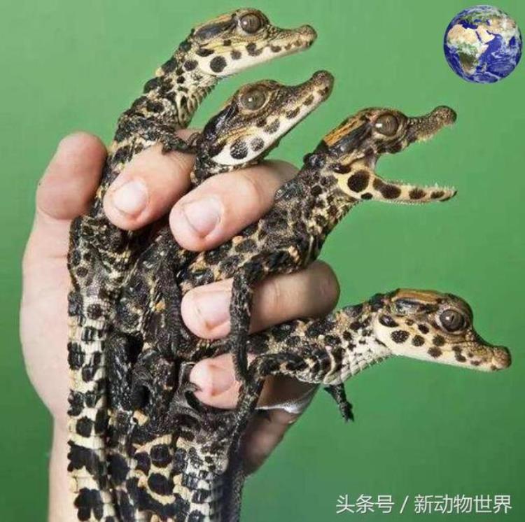 全世界最小的鳄鱼,世界上最小的鳄鱼多少只