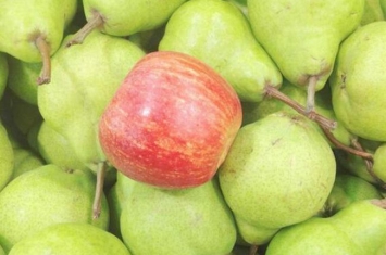 苹果和梨能一起吃吗?苹果和梨搭配一起营养更佳