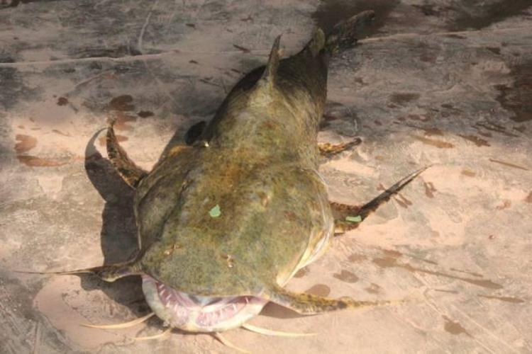吃恒河尸体的水中怪兽体长2米凶悍无比在我国竟受保护