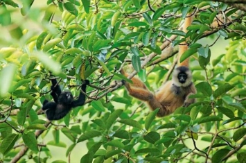 黑冠长臂猿属于()重点保护野生动物,类人猿长臂猿生活方式