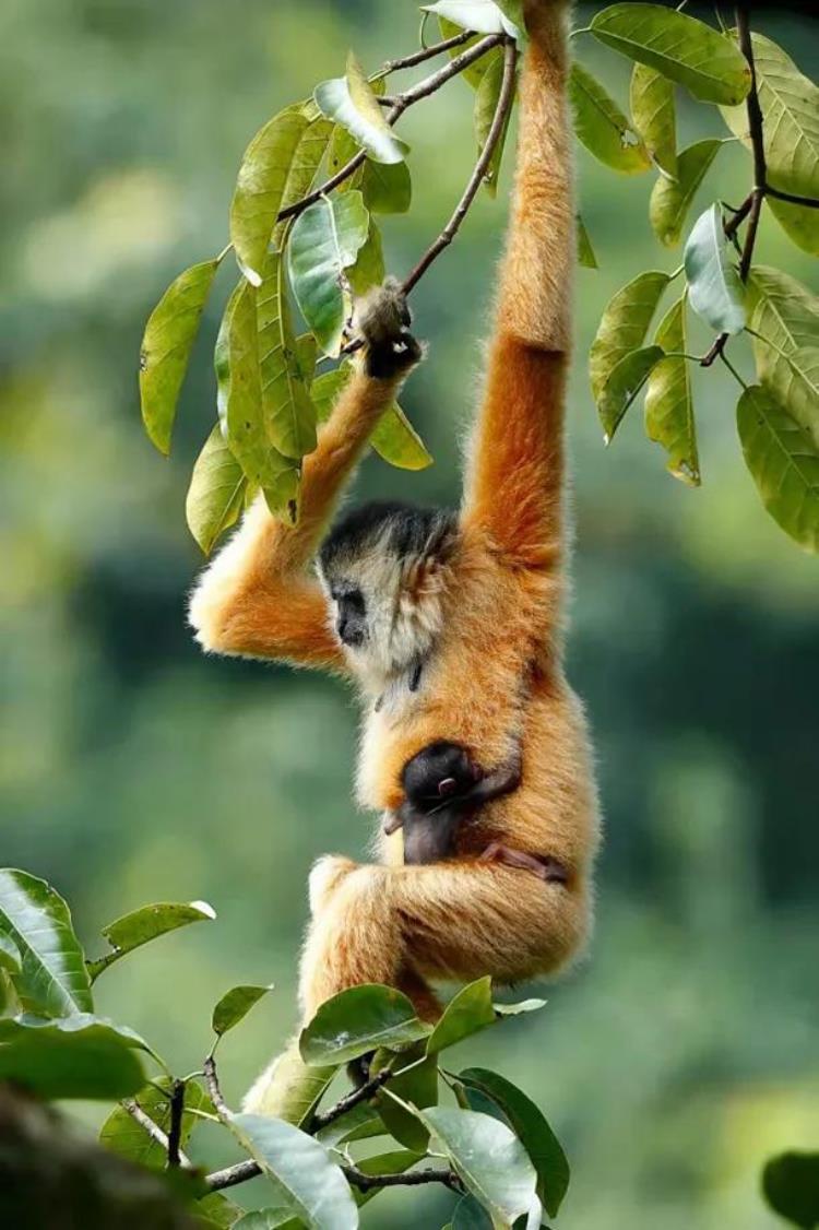 黑冠长臂猿属于()重点保护野生动物,类人猿长臂猿生活方式