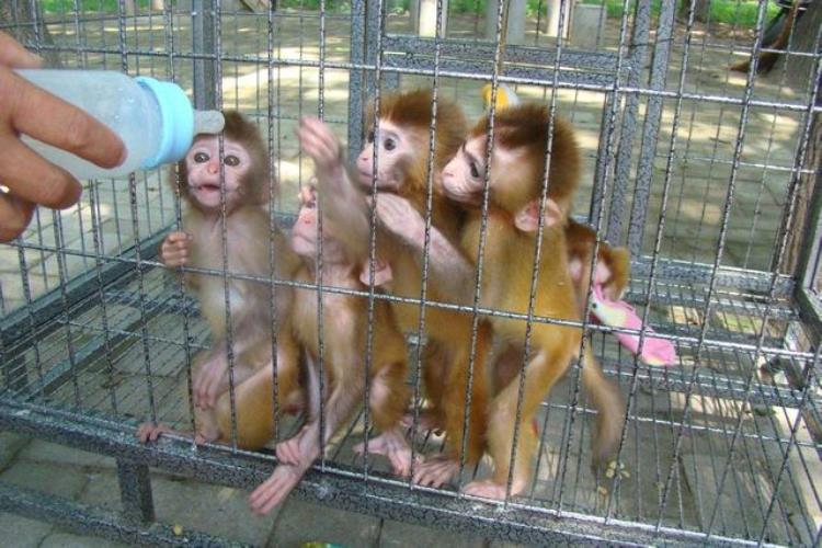 美国4只外逃实验猴后续女子触碰箱子后患病症状与新冠类似