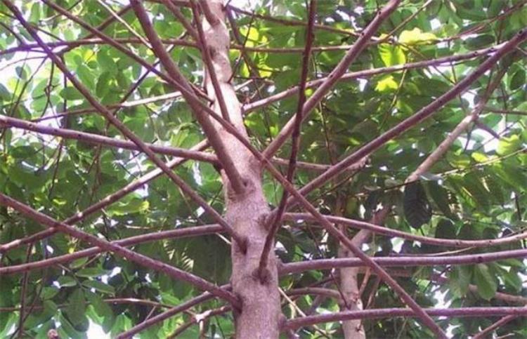 世界上最毒植物见血封喉的介绍,世界上最毒的树是见血封喉吗