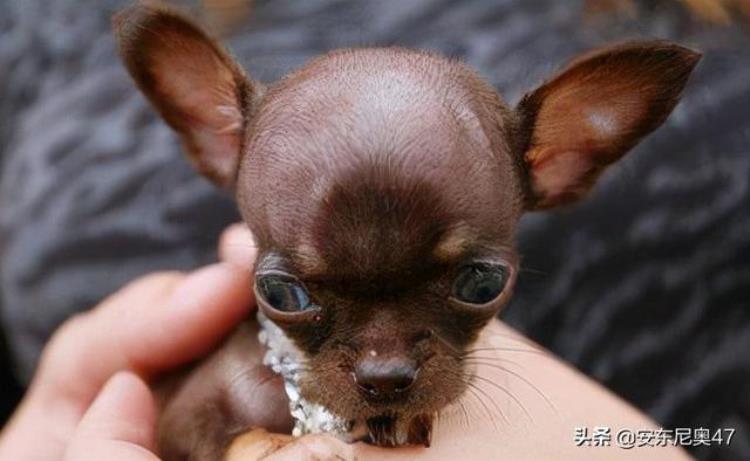 吉娃娃是世界上最小的狗吗,最小的狗吉娃娃