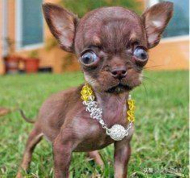 吉娃娃是世界上最小的狗吗,最小的狗吉娃娃