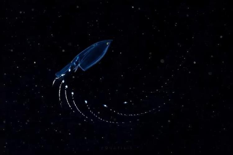 住在深海的外星生物有哪些,水底世界的外星生物