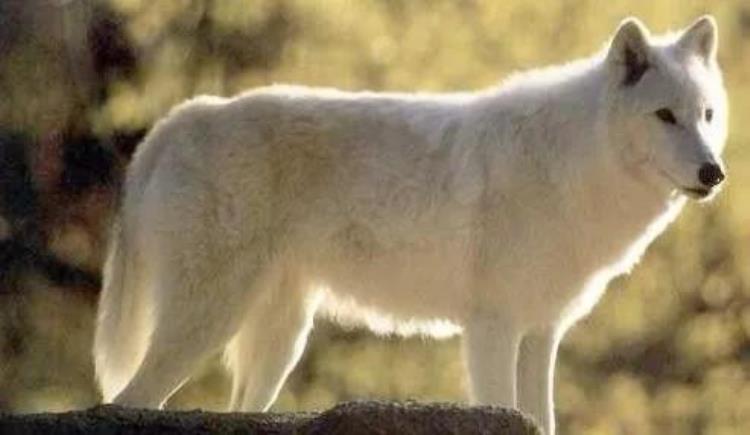 世界十大狼「全球已灭绝的十种狼恐狼最大日本狼最小纽芬兰梦幻之狼最美」