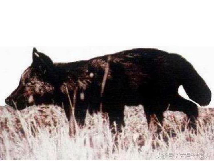 世界十大狼「全球已灭绝的十种狼恐狼最大日本狼最小纽芬兰梦幻之狼最美」