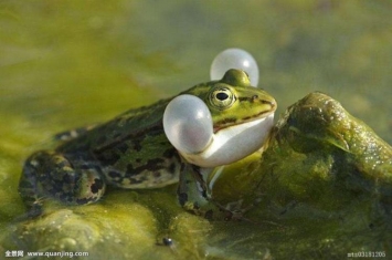 青蛙的中药,哪种青蛙可以当药材