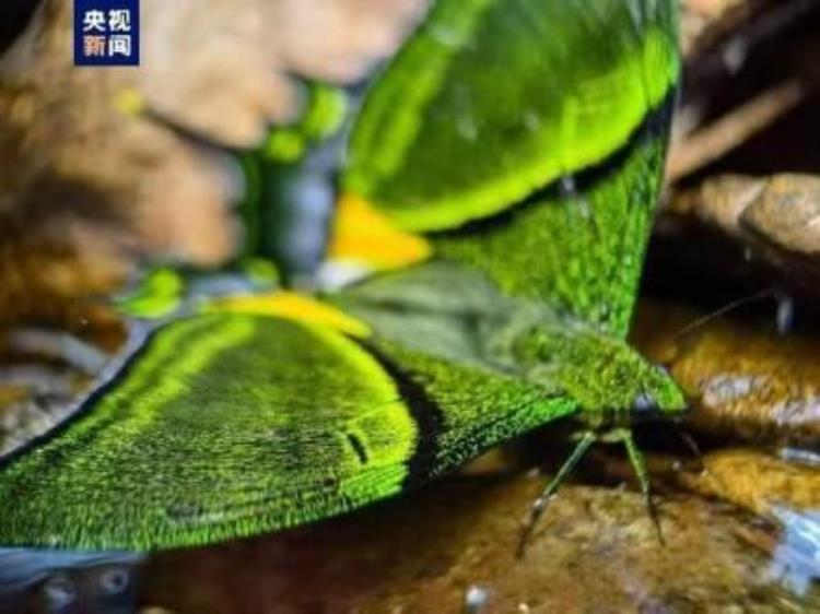 国家二级重点保护动物成功孵化三只幼鸟,一级重点保护动物金斑喙凤蝶