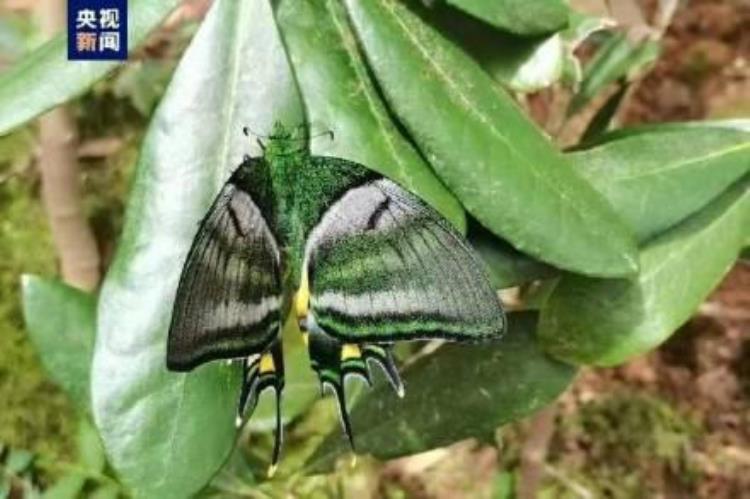 国家二级重点保护动物成功孵化三只幼鸟,一级重点保护动物金斑喙凤蝶