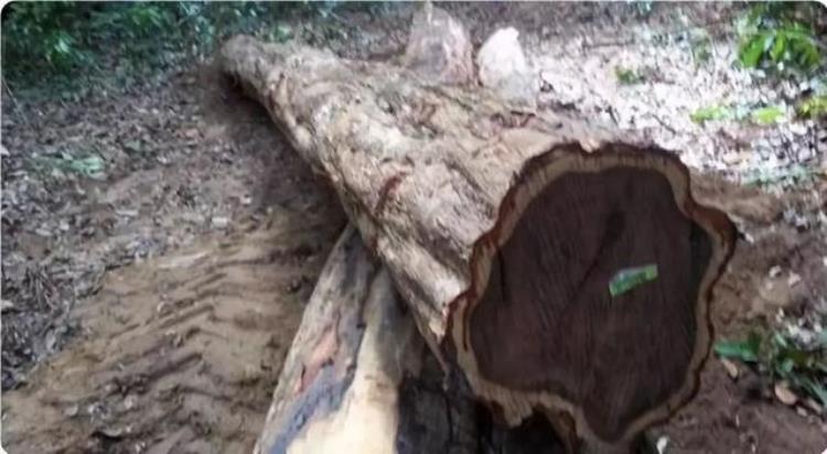 世界上最硬的10种木材你认识几种,世界最贵的十种木材