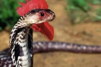 有人见过鸡冠蛇吗,鸡冠蛇存在吗