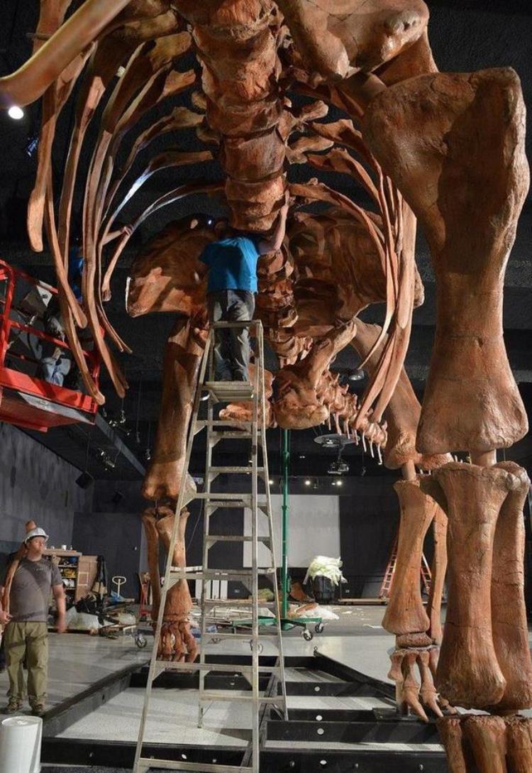 最长的恐龙化石,世界上最长最大的恐龙是什么