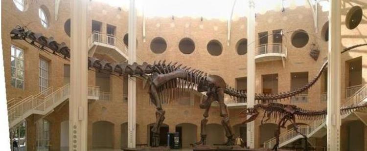 最长的恐龙化石,世界上最长最大的恐龙是什么
