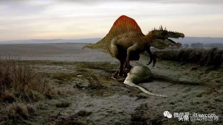 最大型的陆生肉食性恐龙之一棘龙是什么,棘龙是大型肉食恐龙吗