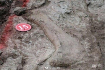 合川马门溪恐龙化石,马门溪龙在中国哪里发现的