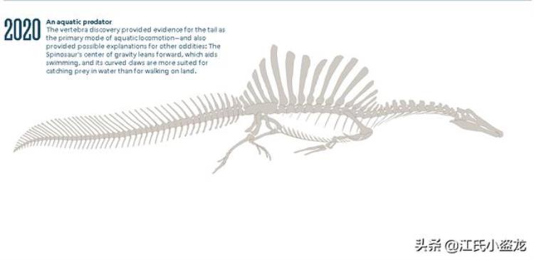 古生物学家发布棘龙潜水的又一证据是什么,现在海底有棘背龙吗