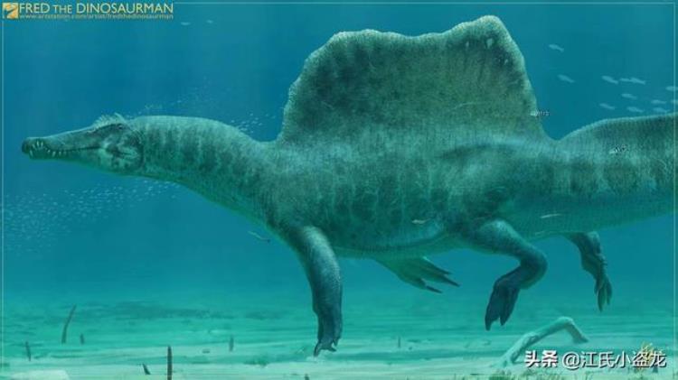 古生物学家发布棘龙潜水的又一证据是什么,现在海底有棘背龙吗