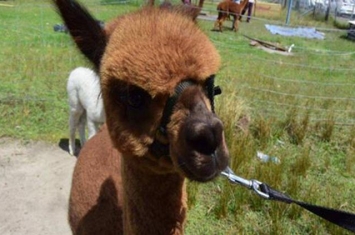 alpaca是什么面料 alpaca面料在市场上有什么优势