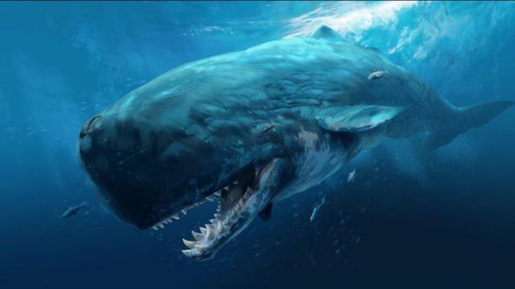 十大巨齿鲨,史前动物巨齿鲨