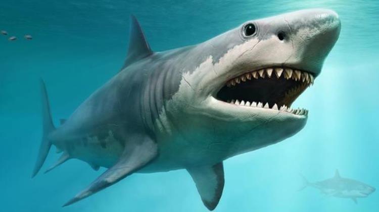 十大巨齿鲨,史前动物巨齿鲨