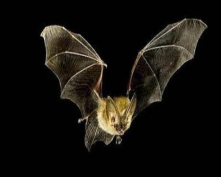 居民家中飞进蝙蝠,家里没开窗户却飞进蝙蝠