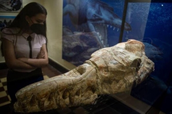 秘鲁发现真龙遗骸尖牙利齿身长17米3600万年前海里的龙王