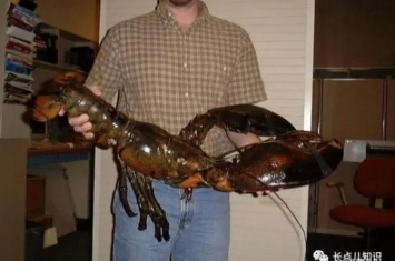 世界上最大的波士顿龙虾,波士顿龙虾最大的能长多大