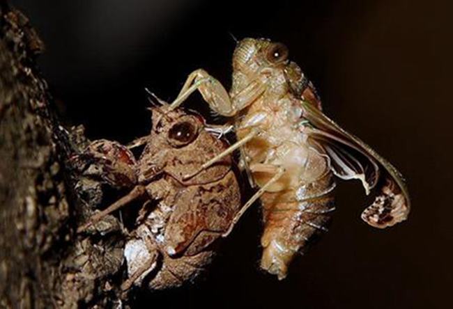 花盖蟹死了多久不能吃了 花盖蟹的烹饪方法有哪些