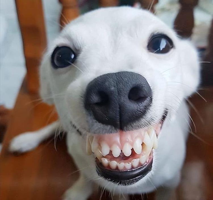狗狗会像我们一样微笑吗狗狗笑起来是什么样子,狗狗会笑和哭吗