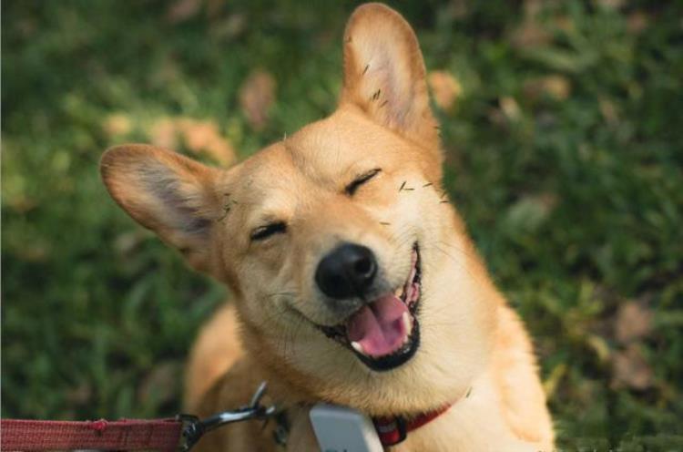 狗狗会像我们一样微笑吗狗狗笑起来是什么样子,狗狗会笑和哭吗