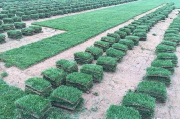 草坪的正确种植养护技术和方法是什么,家里草坪怎么种植