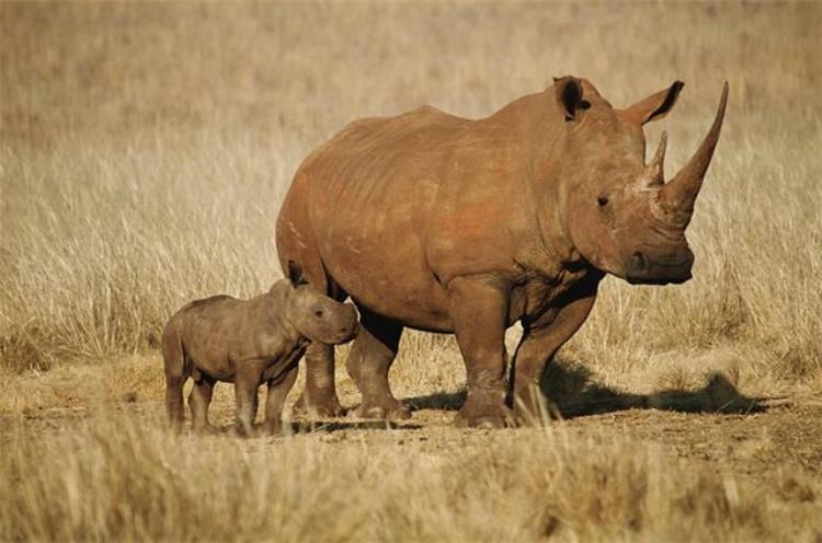 仅存两只北部白犀牛,南非259头犀牛遭盗猎