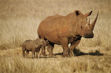 仅存两只北部白犀牛,南非259头犀牛遭盗猎