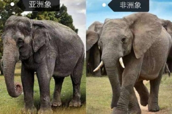 最大的非洲象13.5吨,非洲最大的大象有多重